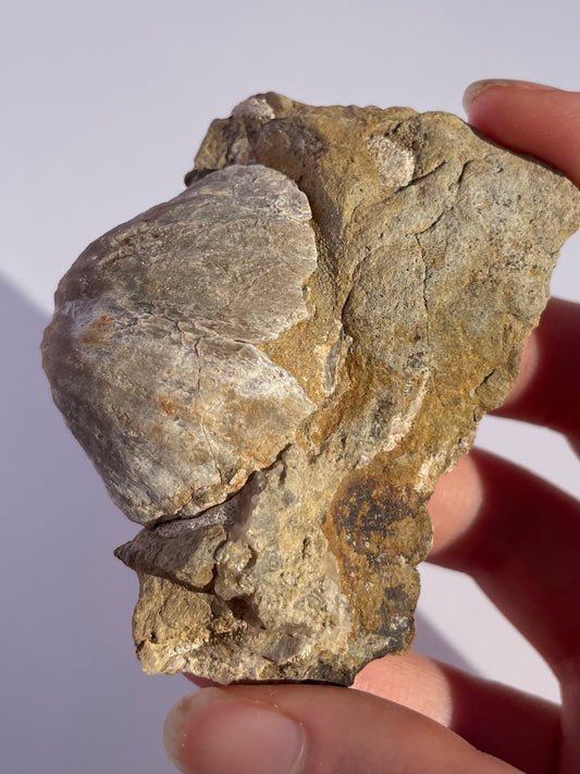 Tasmanian trigonotreta stokesi brachiopod fossil specimen
