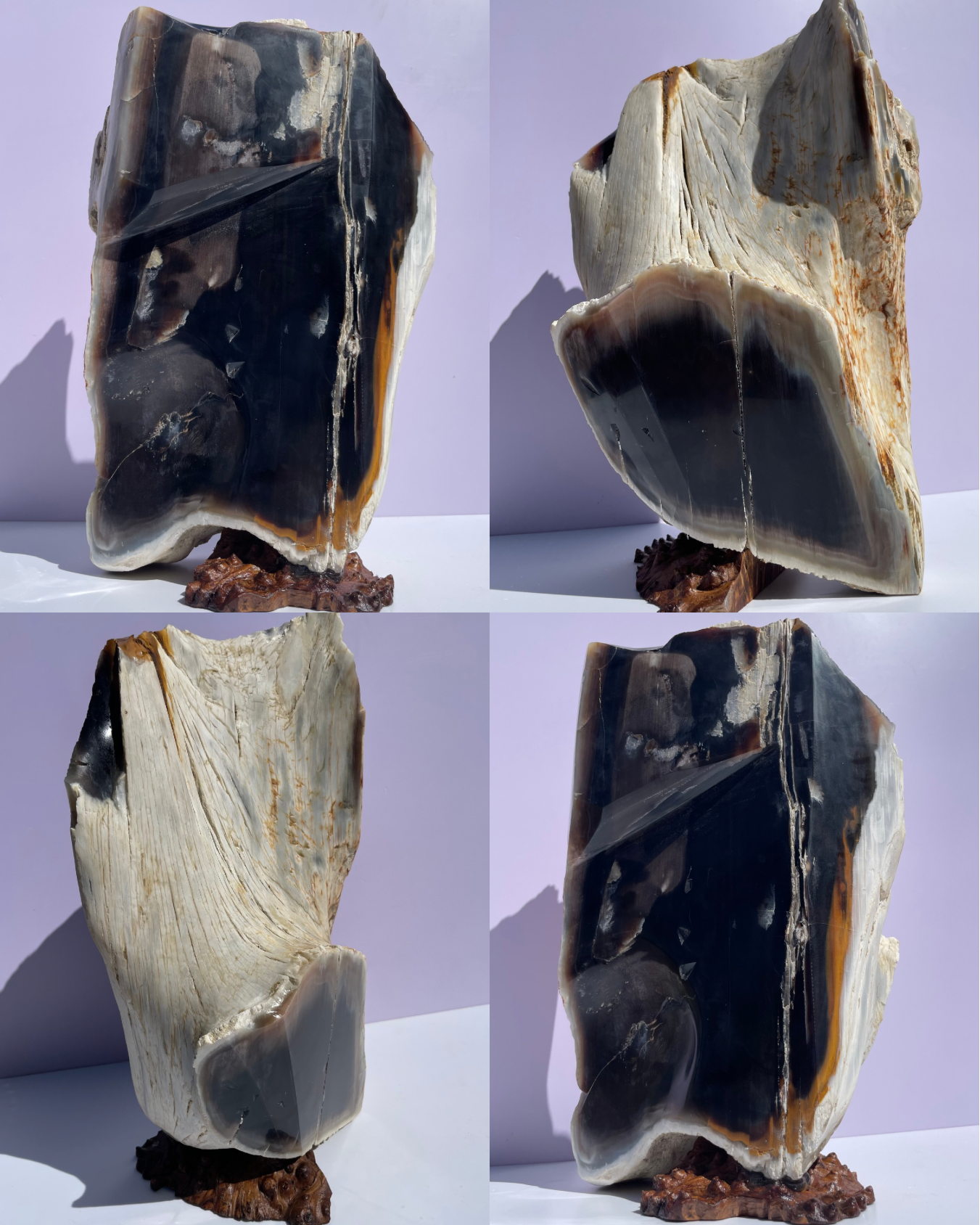 XXL Tasmanian Opalized Wood trunk sculpture w/ tas musk burl stand