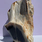 XXL Tasmanian Opalized Wood trunk sculpture w/ tas musk burl stand