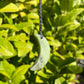 Tasmanian Jade macrame necklace