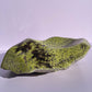 Tasmanian Serpentine & Stichtite bowl