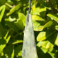 Tasmanian Jade macrame necklace