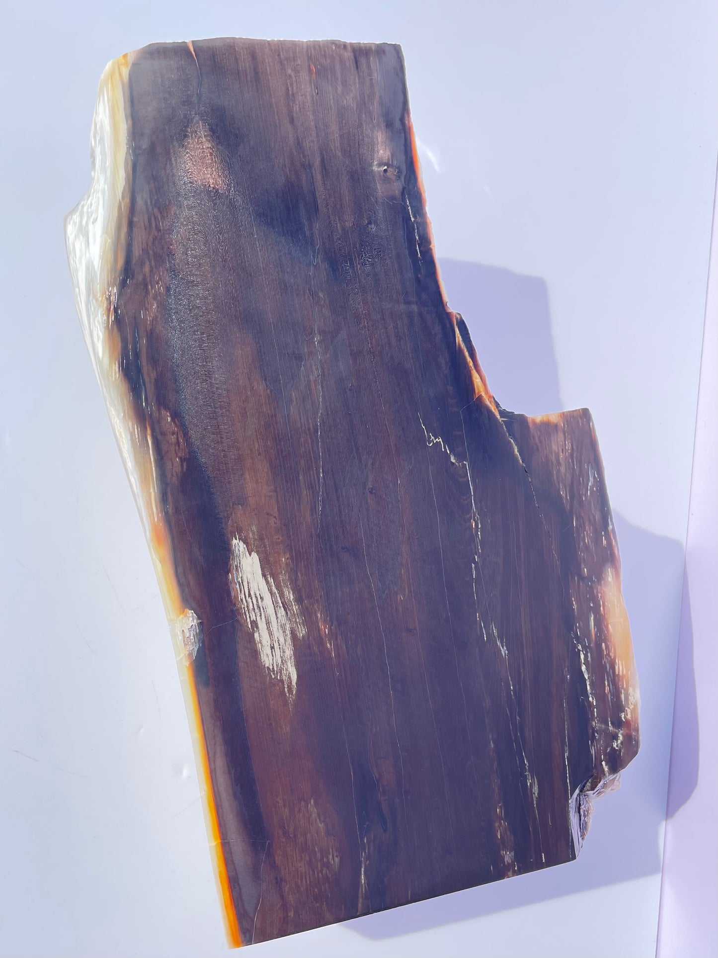 Tasmanian Opalized Wood Freestanding slab