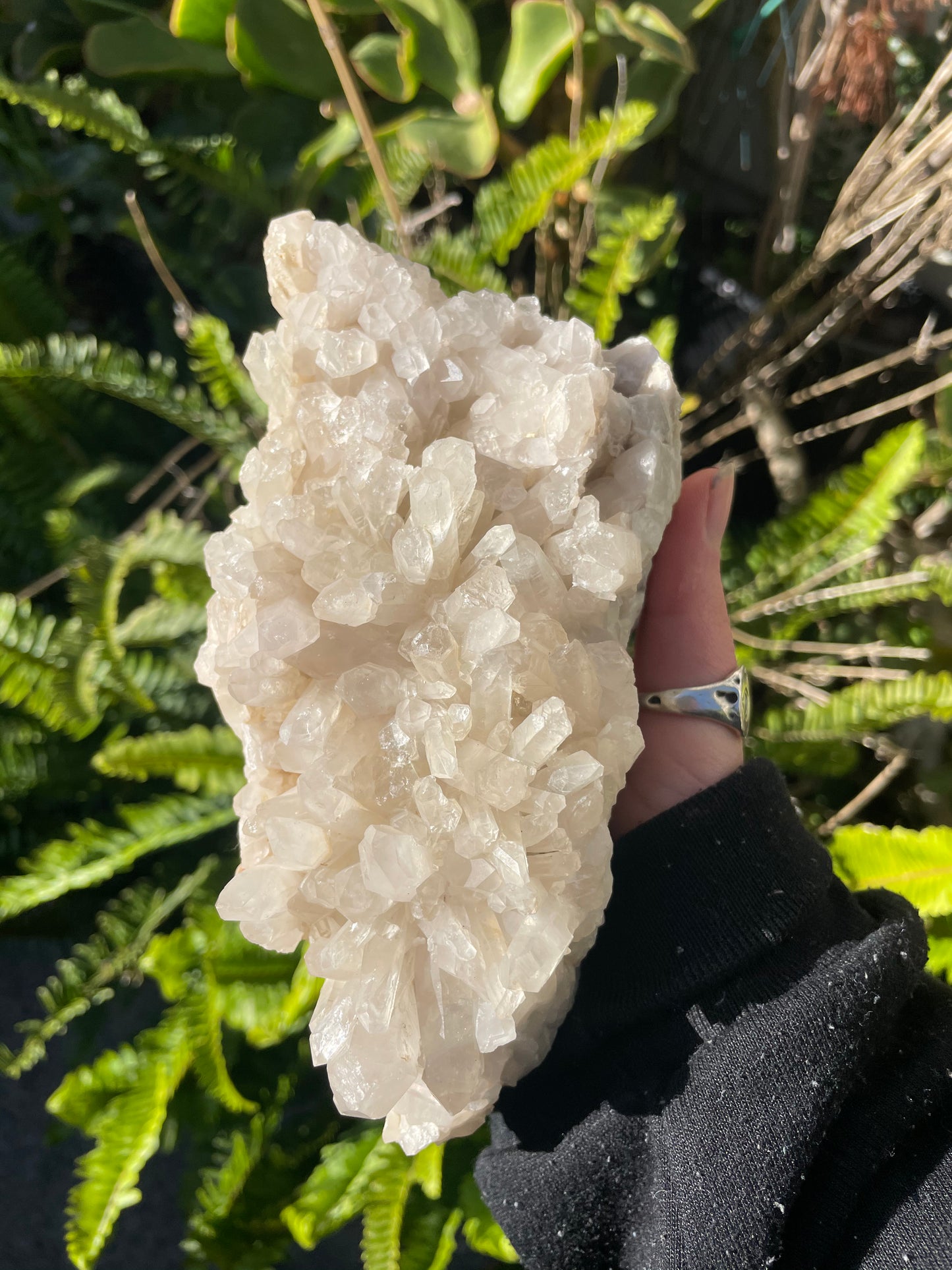 XLarge Tasmanian Clear Quartz cluster