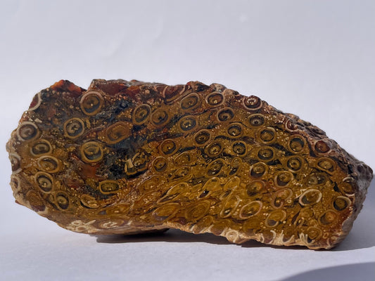 Tasmanian Petrified Fern specimen