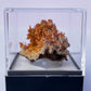 Tasmanian Crocoite & Dundasite specimen