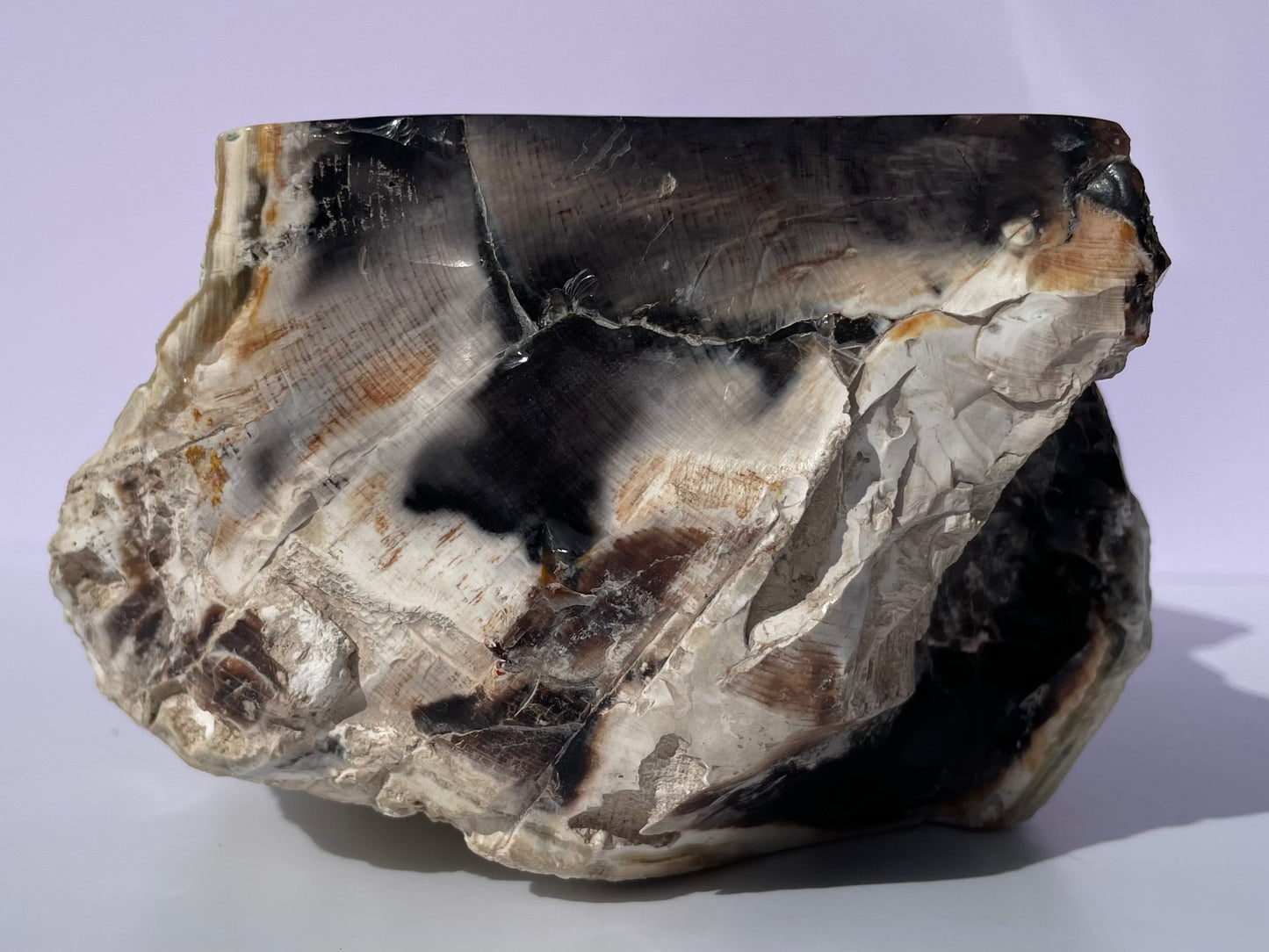 Tasmanian Opalized Wood bowl