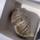 Tasmanian Trigonotreta Stokesi brachiopod fossil specimen