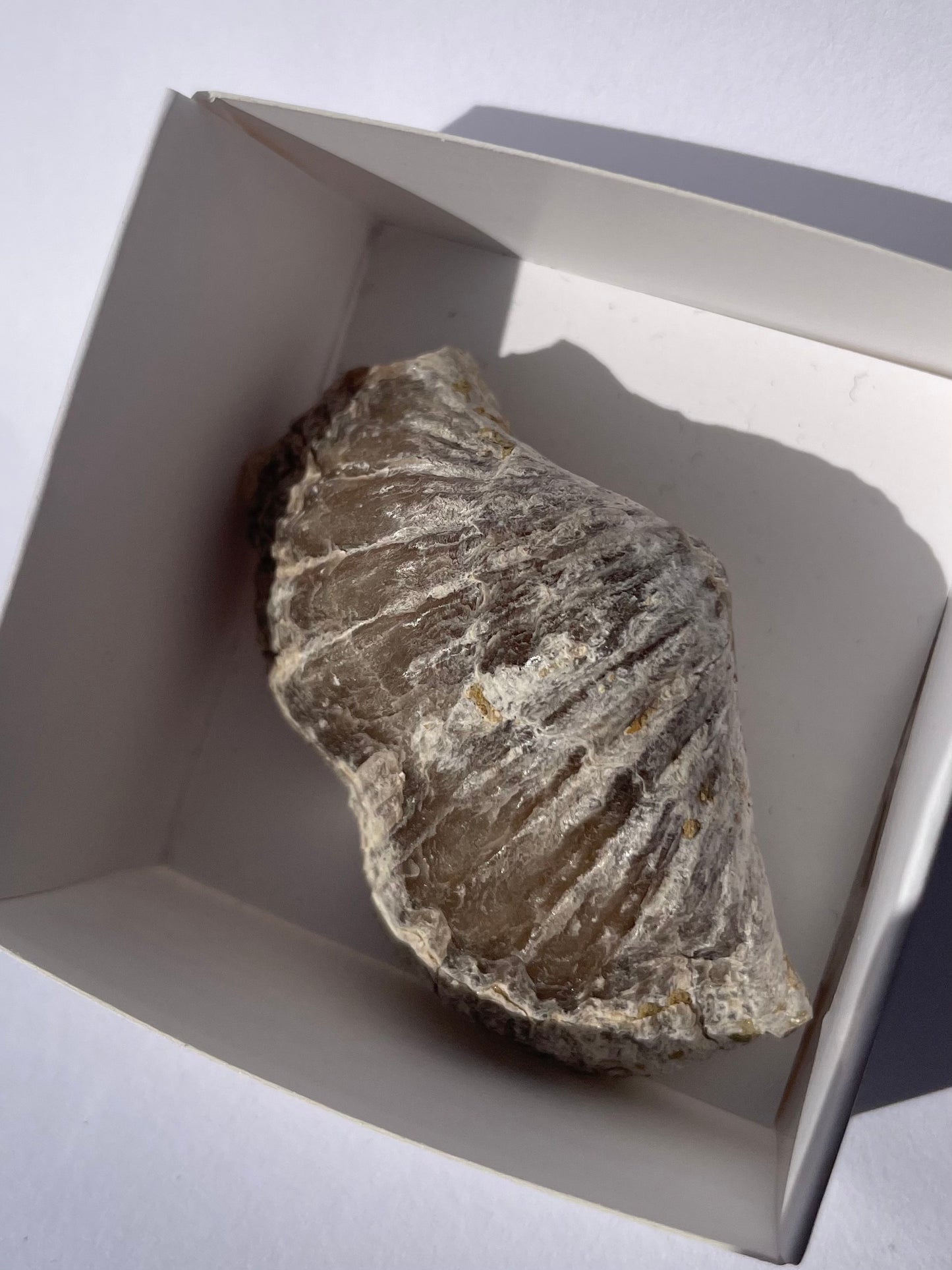 Tasmanian Trigonotreta Stokesi brachiopod fossil specimen