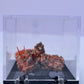 Tasmanian Crocoite & Dundasite specimen