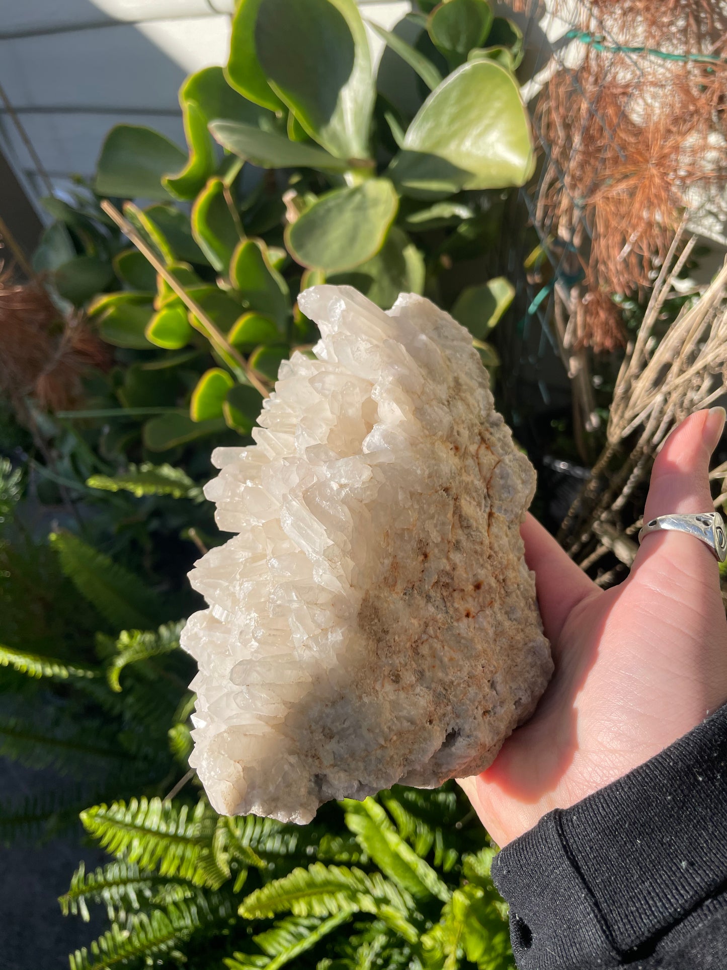 XLarge Tasmanian Clear Quartz cluster