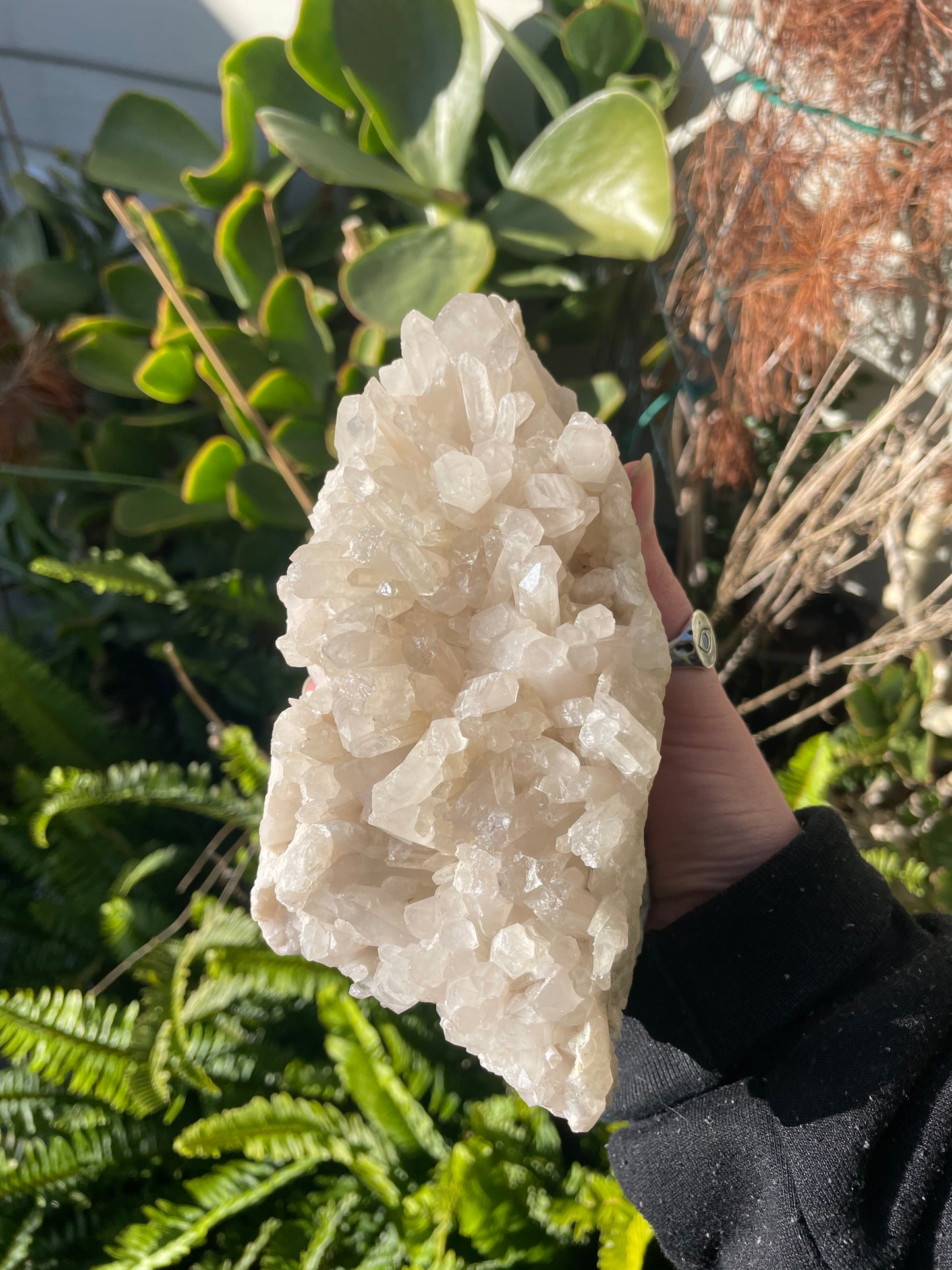 XLarge Tasmanian Clear Quartz cluster