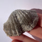 Tasmanian Trigonotreta Stokesi brachiopod fossil specimen