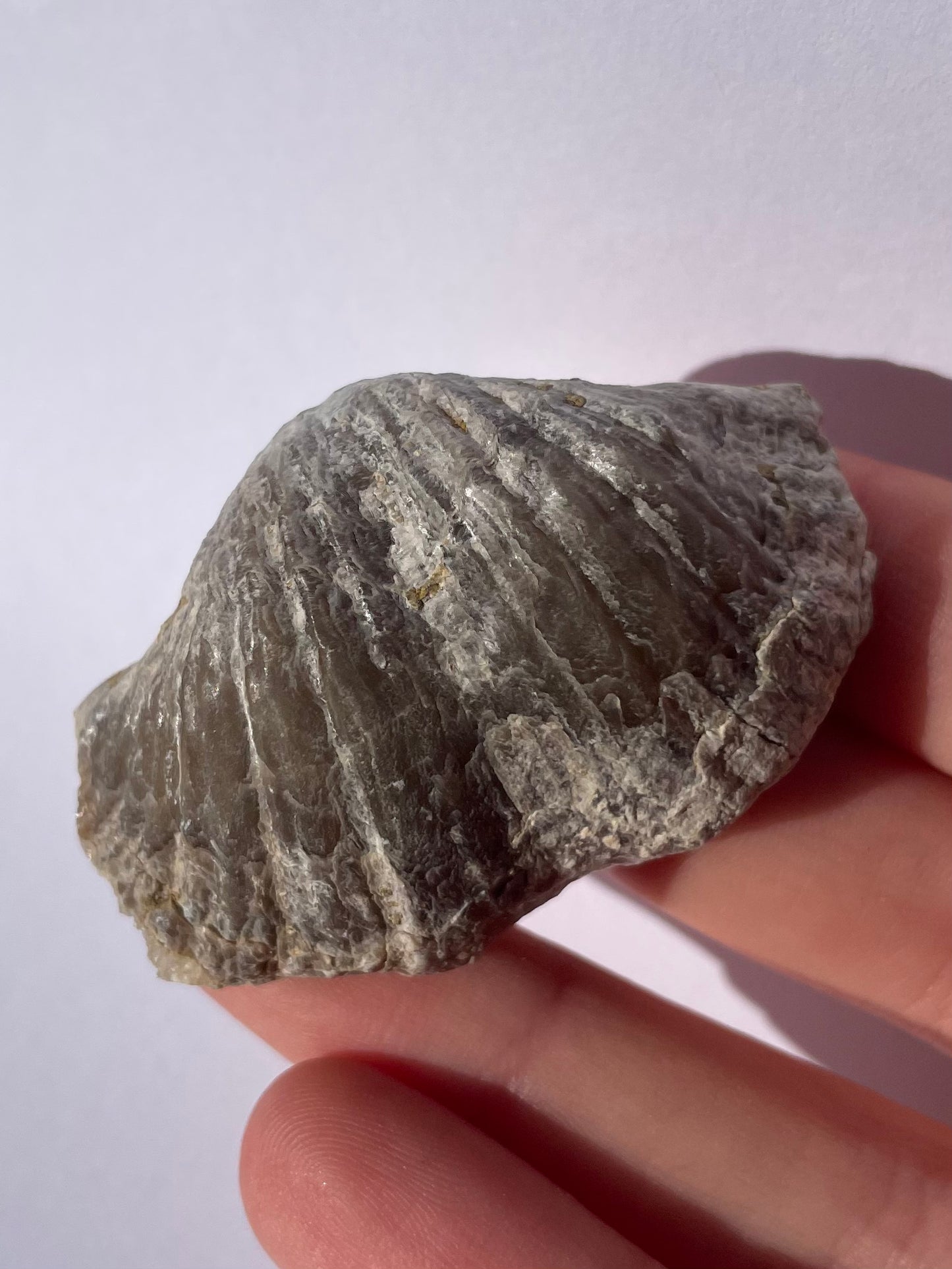 Tasmanian Trigonotreta Stokesi brachiopod fossil specimen