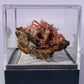 Tasmanian Crocoite & Dundasite specimen