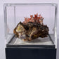 Tasmanian Crocoite & Dundasite specimen