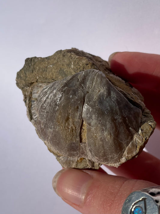 Tasmanian trigonotreta stokesi brachiopod fossil specimen